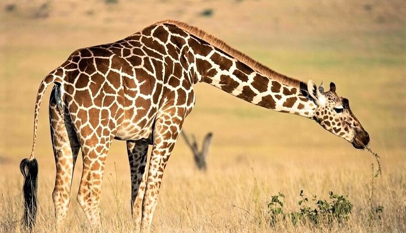 giraffe tongue eating