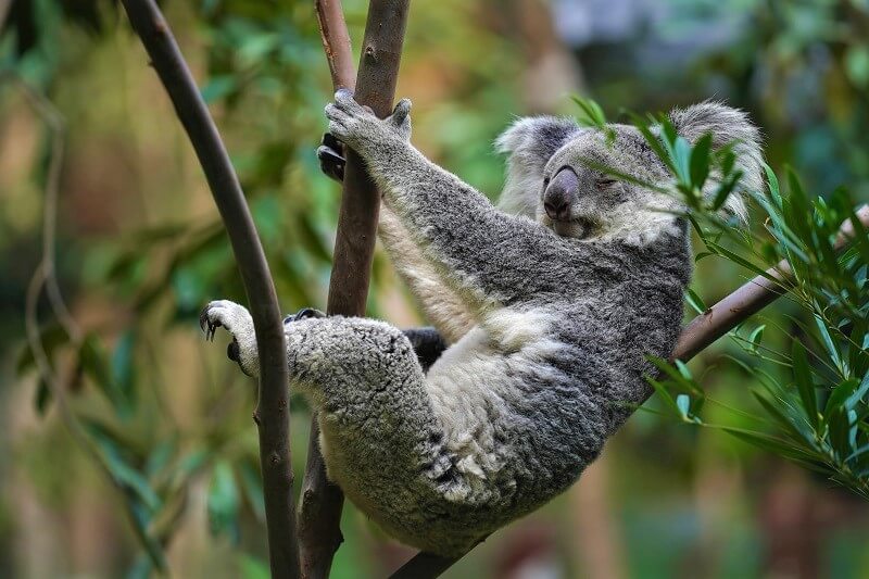 8 Cuddly Facts About Koalas