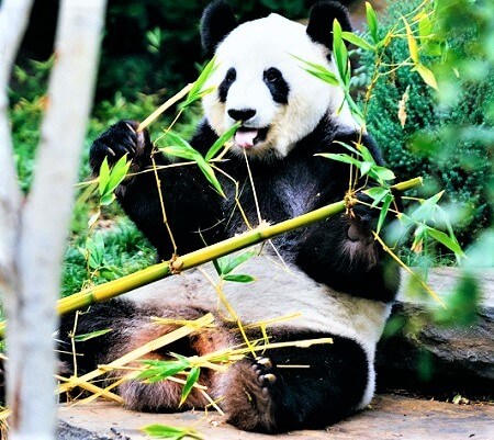 50 Panda Facts to Celebrate 50 Years of Giant Pandas at the