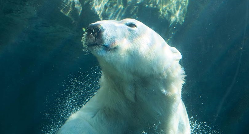10 Fascinating Polar Bear Facts you need to know