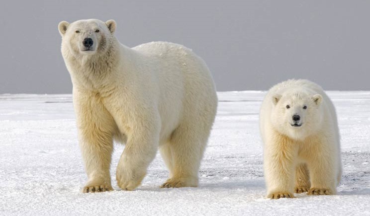 Can we save polar bears by moving them to Antarctica? - Eco Kids