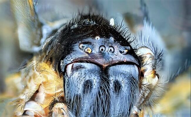Banana Spider: Creepy, Crawly and Wonderful