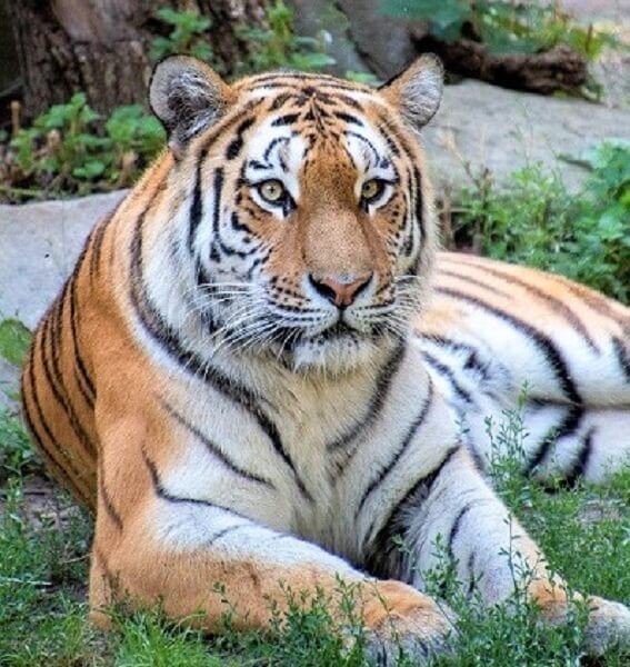 Why are tigers orange?