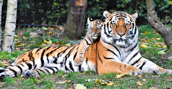 What you should know about tigers